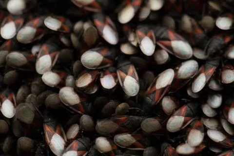 Bugs on the trunk Stock Photos