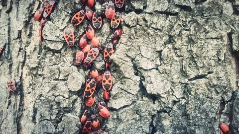 Bugs on trunk tree,slow motion  Stock Footage 80673595