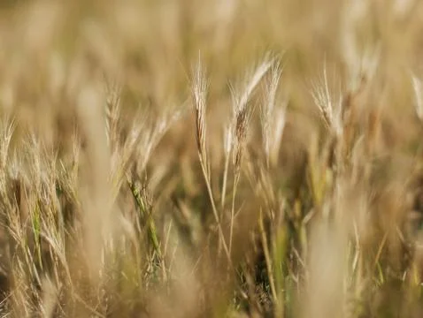 A bug's view of vegetation Stock Photos