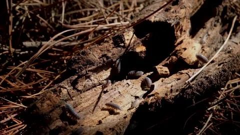 Bugs walking on old fallen log Stock Footage 153877757