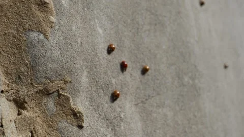 Bugs on Wall Close Up Stock Footage 262220777