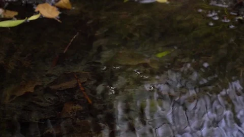 Bugs on the water circling around Stock Footage 70734889