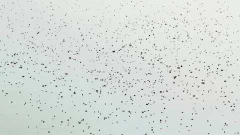 Bugs on the water. Insects and midges on the water surface. Abstract black dots Stock Footage 231080372