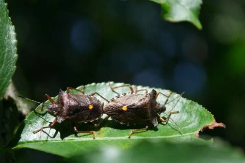 Bugs while pairing Foto stock