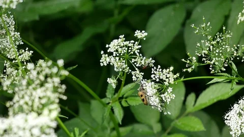 Bugs on a white flower. 스톡 동영상 116660767