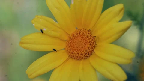 Bugs On Yellow Flower Video stock 234112112