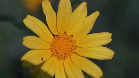 Bugs On Yellow Flower, Macro Stock Footage 234112111