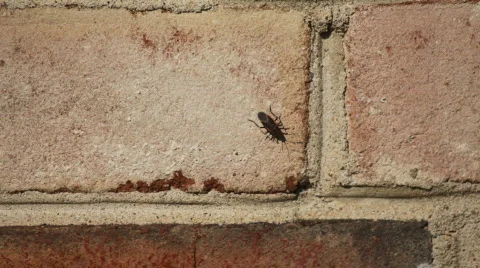 Bugs1 Video stock 347142