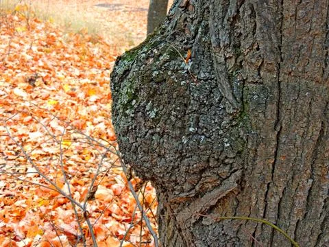The build-up of tree bark Stock Photos