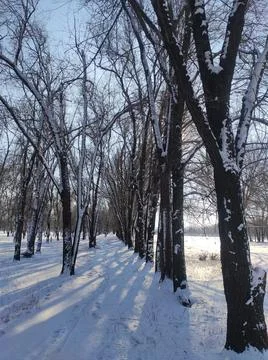 Build winter trees Fotos de archivo