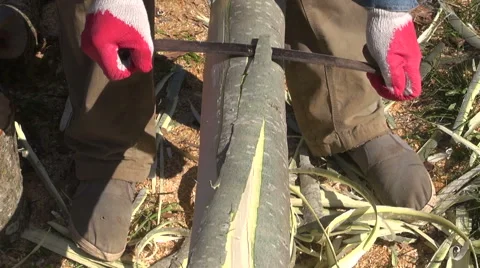 Builder debarking tree log Stock Footage 64986250