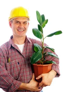 Builder with ficus Stock Photos