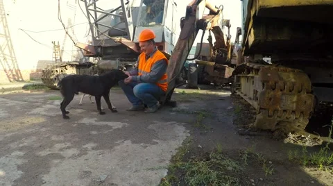 Builder is played with stray dogs Video stock 53241125