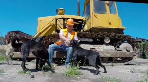 Builder is played with stray dogs 库存影片 53241126