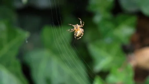 Builder Spider Video stock 78610845