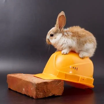 Builder's day, symbol of the year easter bunny in a construction helmet on a  Fotos Stock