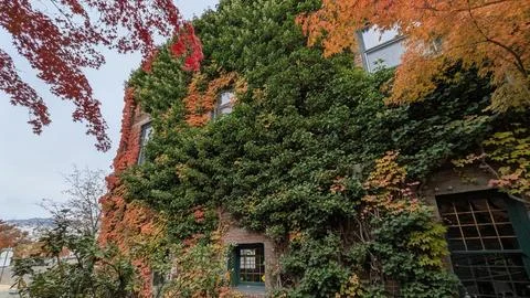 Building almost completely covered in multi-colored fall leaves—green, yellow Photos