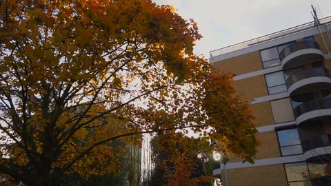 Building and tree video 스톡 동영상 121450440