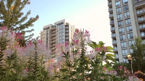 Building behind flower Stock Footage 40733288
