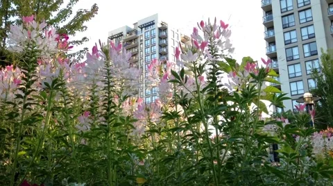 Building behind flower Stock Footage 54596459