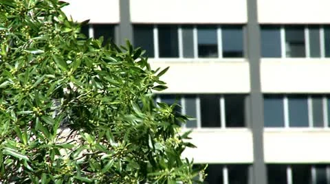 Building behind tree Stock Footage 11164230