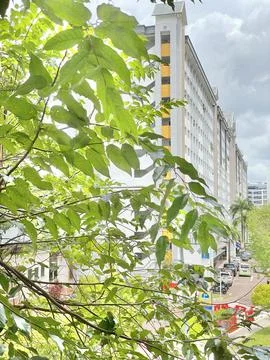 A building Cover by Trees Stock Photos