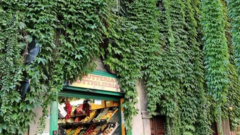 Building covered with green leaves Stock Footage 148894007