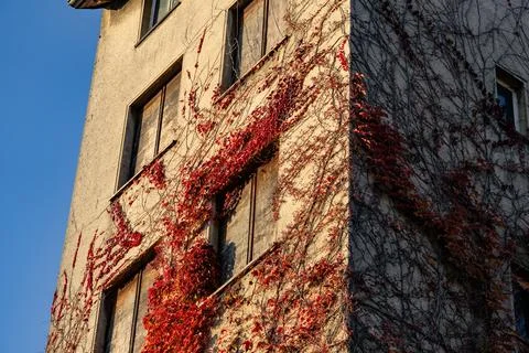 A building covered in red ivy Stock Photos