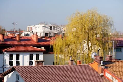 Building development roofs and willow tree Foto stock