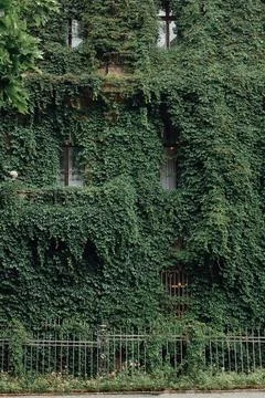 Building facade completely covered in lush green ivy plants Stock Photos