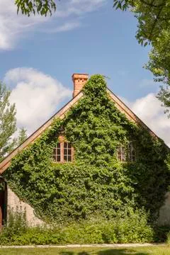 Building Facade Covered in Vines Stock Photos