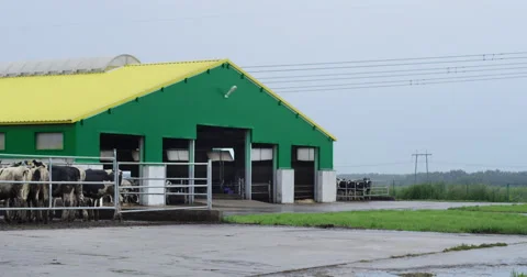 Building, farm with cows Stock Footage 56645989