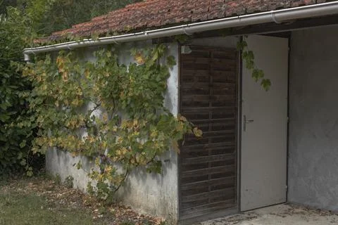 Building with grape vine on the side Stock Photos