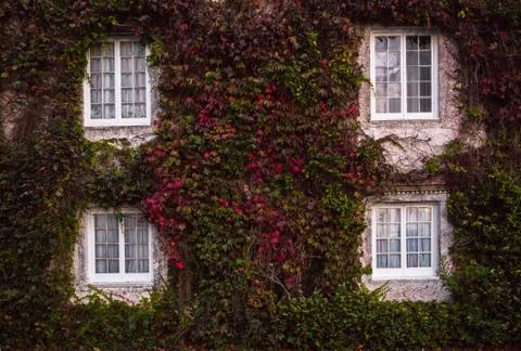 Building with ivy with green and red leaves growing on the wall Stock Photos