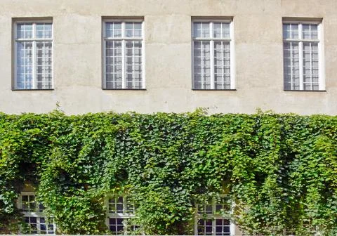Building with ivy Stock Photos