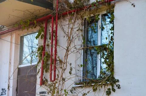 A building with a red pipe on the side and ivy growing on the window.  Stock Photos