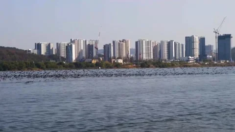 Building river birds flying Video stock 274035142