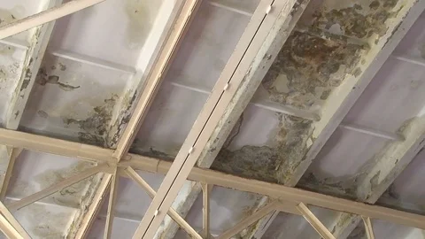 Building is ruined with moisture. Mould damage the walls and ceiling, green and Stock Footage 74933565