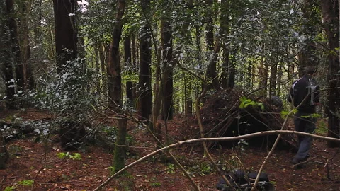 Building shelter in a forest Stock Footage 236709477