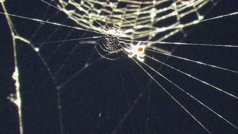 Building a spider web Stock Footage 131839500