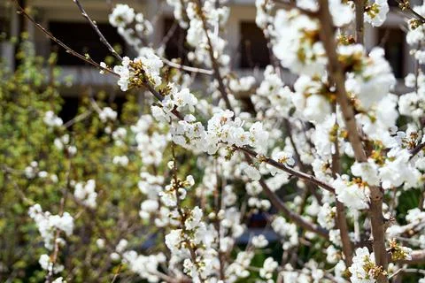 Building through flowering trees. Close-up 스톡 사진