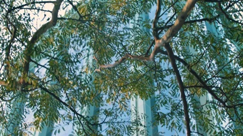 Building through trees 1 Stock Footage 86925398