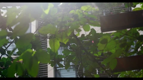 Building View Through Dense Green Foliage, No People Video stock 330404364