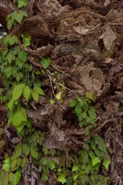 Building wall textured Stock Photos