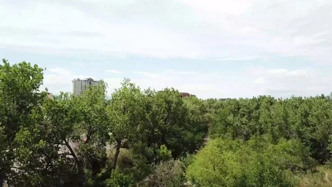 Buildings above trees Stock Footage 123392427