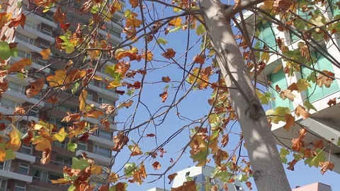 Buildings and tree Stock Footage 77045011