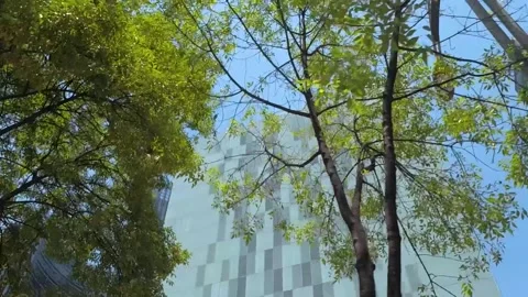 Buildings and trees in the Paseo de la Reforma. Vidéo 141656997