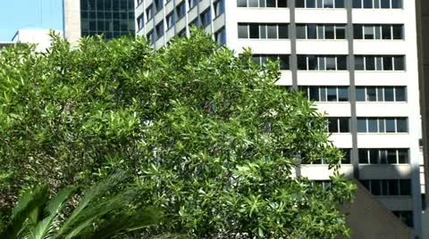 Buildings behind tree Video stock 11164235