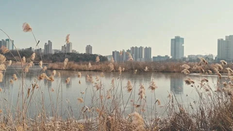 Buildings that can be seen over the lake Video stock 262634260