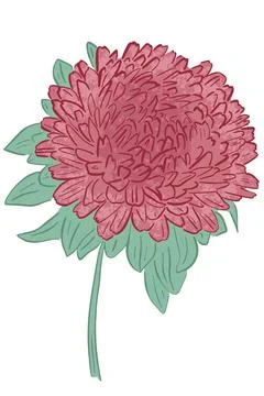 Built-in single lush flower. Large garden flower of red-pink color.Vector. Stock Illustration